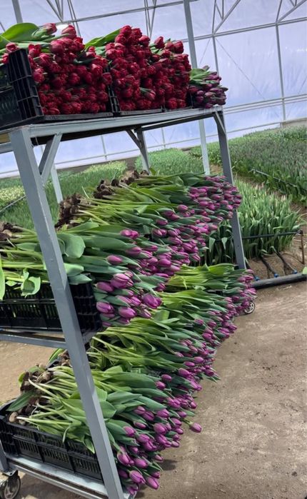 Тюльпаны голландские оптом