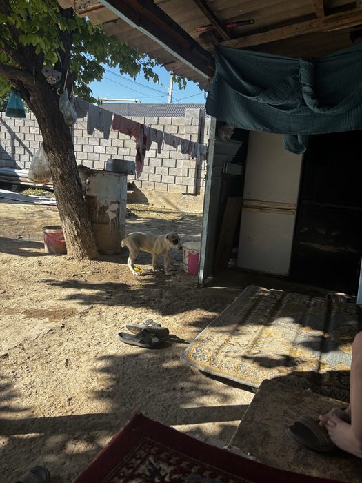 Алабай чисто кровный