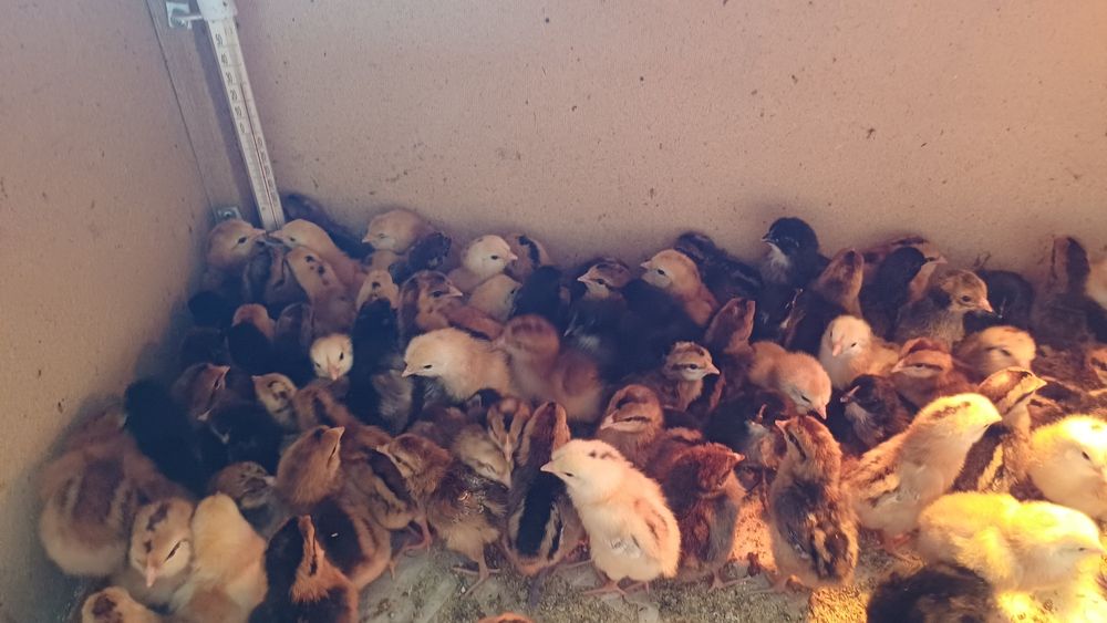 Продам цыплят несушки
