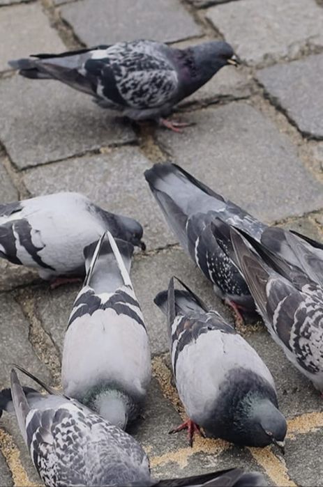 Продам дикарь голуби