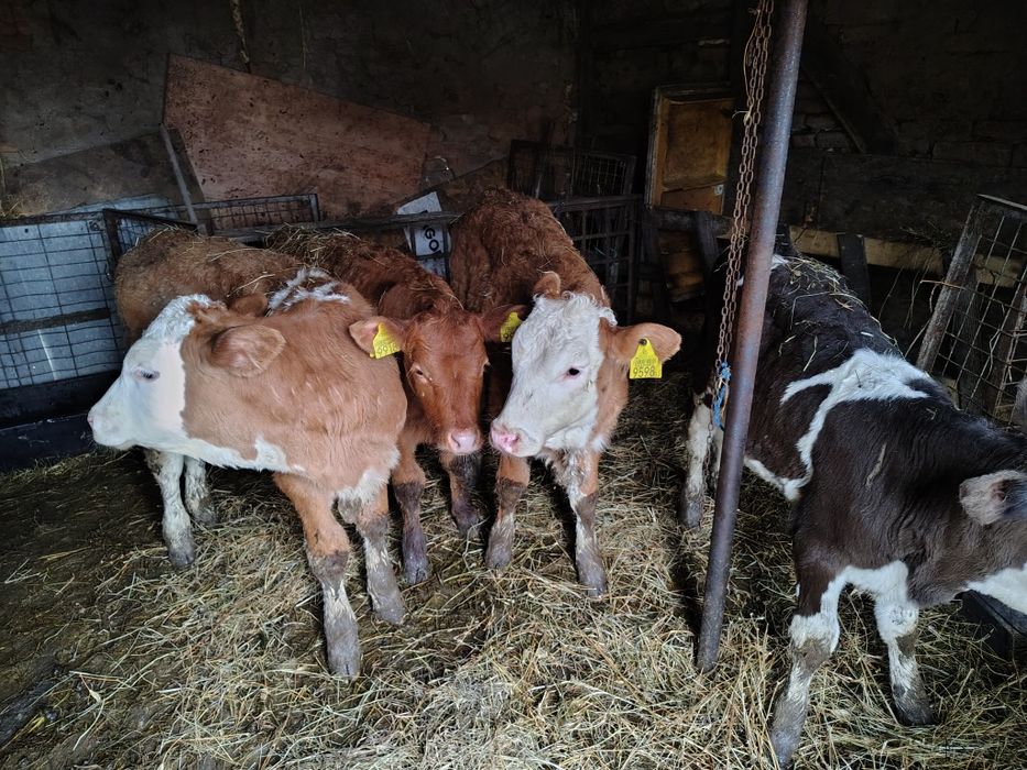 De vânzare vitele intarcate