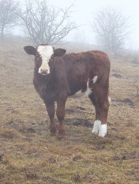 Vitea de vânzare Balta