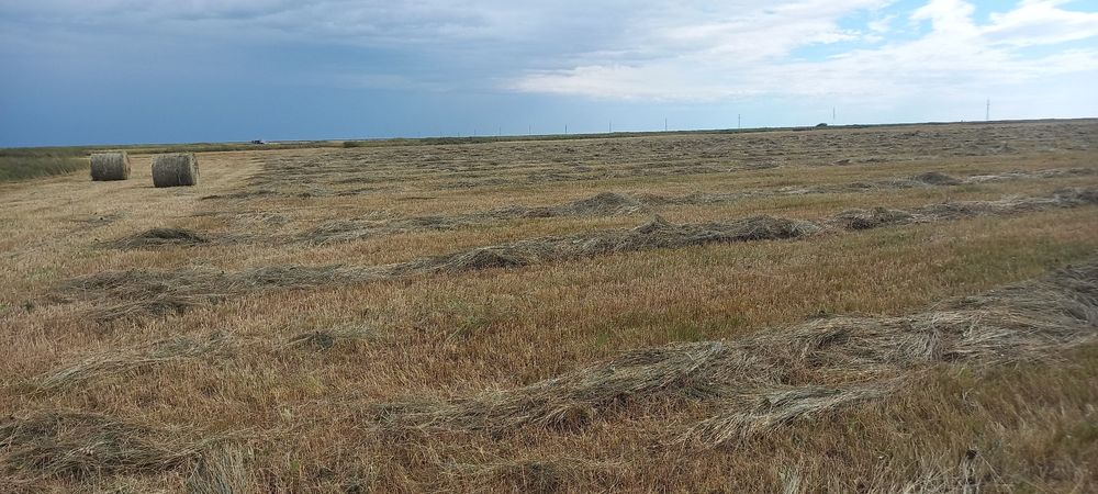 Продам луговое сено в рулонах.