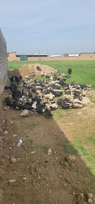 Индаутка птица продаю