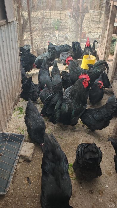 Vând pui din rasa Australorp