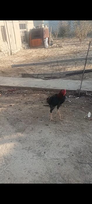 Дакан кораз сатылады