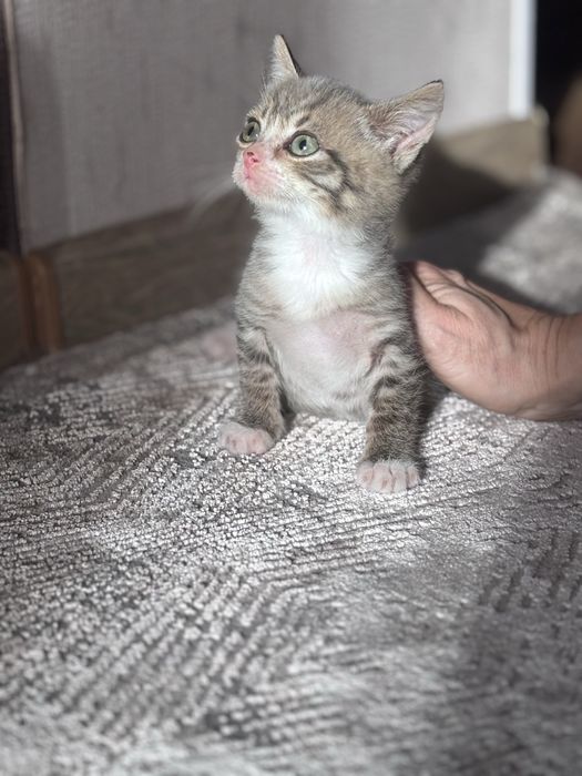 Отдам котят в хорошие руки  мальчик и девочка