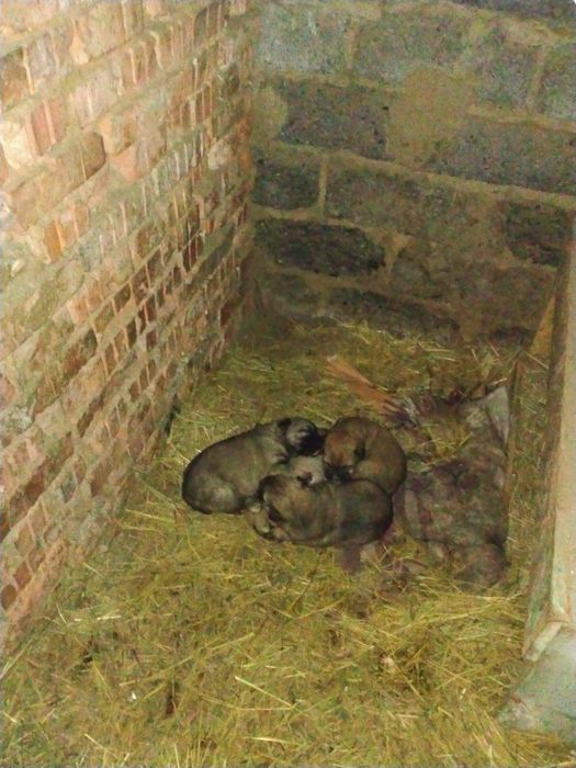 Шинки алабай девочки