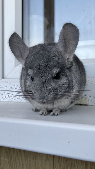 Шиншилла в любой город