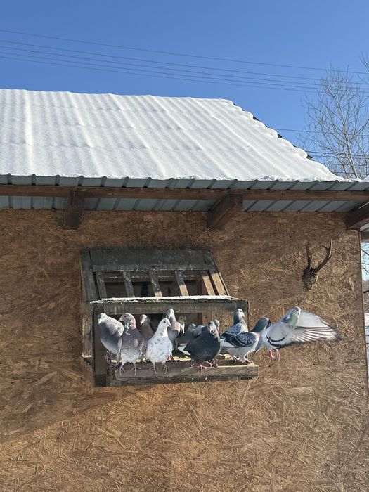 vand sau schimb pe diverse