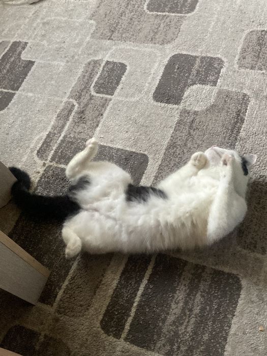 СРОЧНО пристраивается кошка