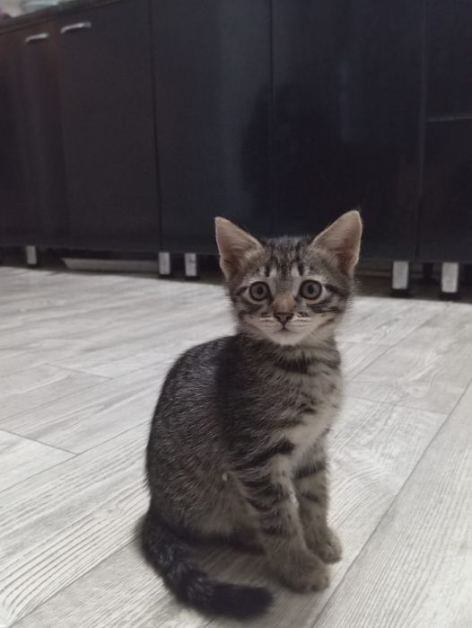 Отдам котят в хорошие руки!