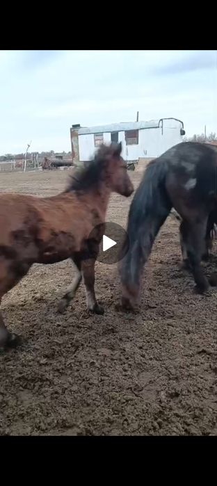 Жабагы, Сауын бие сатылады Белесте
