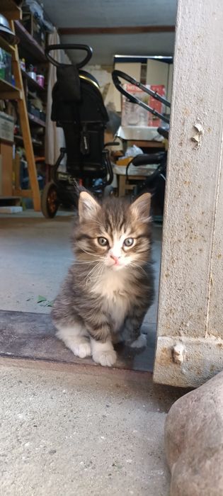 Бесплатно! Котята