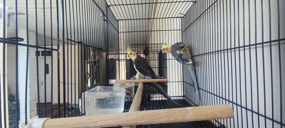 Sog'lom Korella (Nimfa) to'tiqlari sotiladi / Продаются здоровые попуг