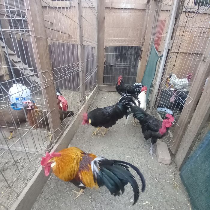 Pote interesează pe cineva cocoși italiană