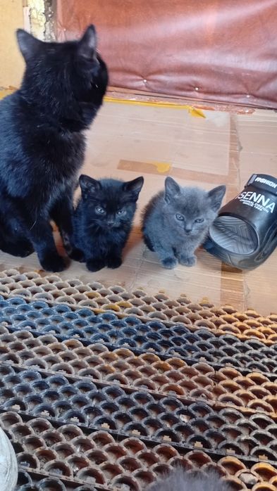 Отдам  котят даром..кошечки и котики
