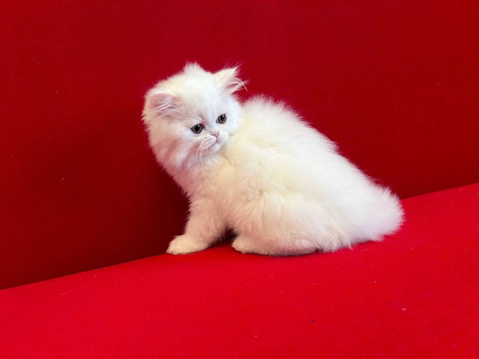 Pisicuță Scottish - cadou perfect de Valentine's Day, deține Pedigree