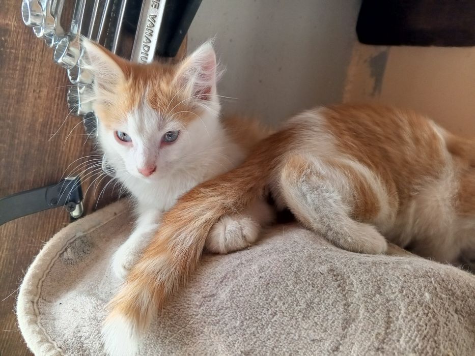 Мини котики, мальчики котята