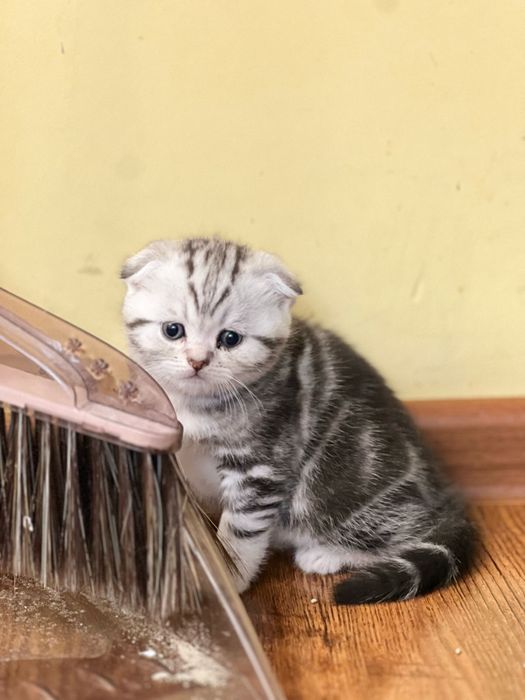 Вислоухие котята