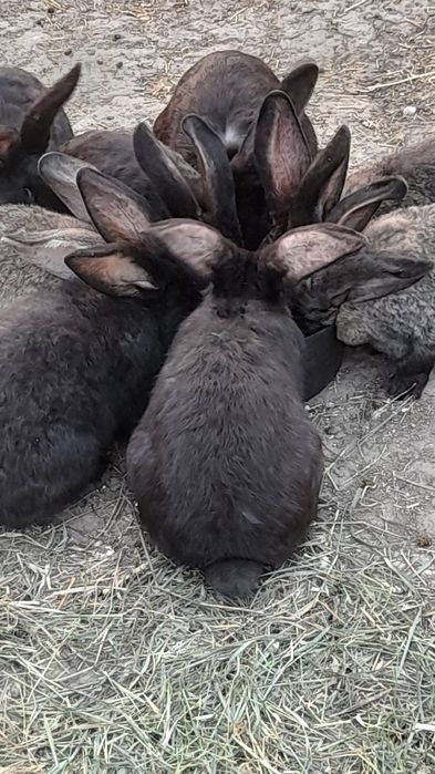 Se vinde 10 epuri uriaș german