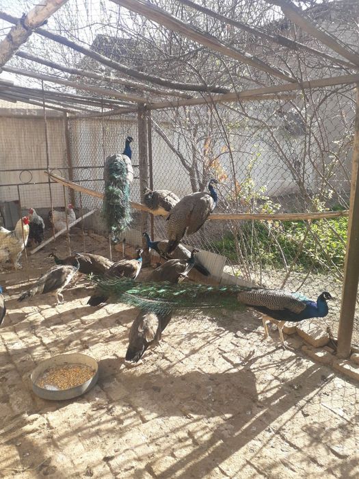 Товус  Брама товук тухимлари сотилади.