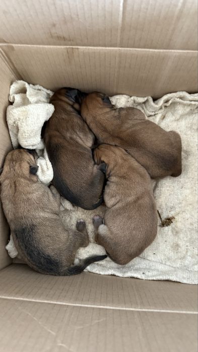 Овчарка күшіктер сатылады