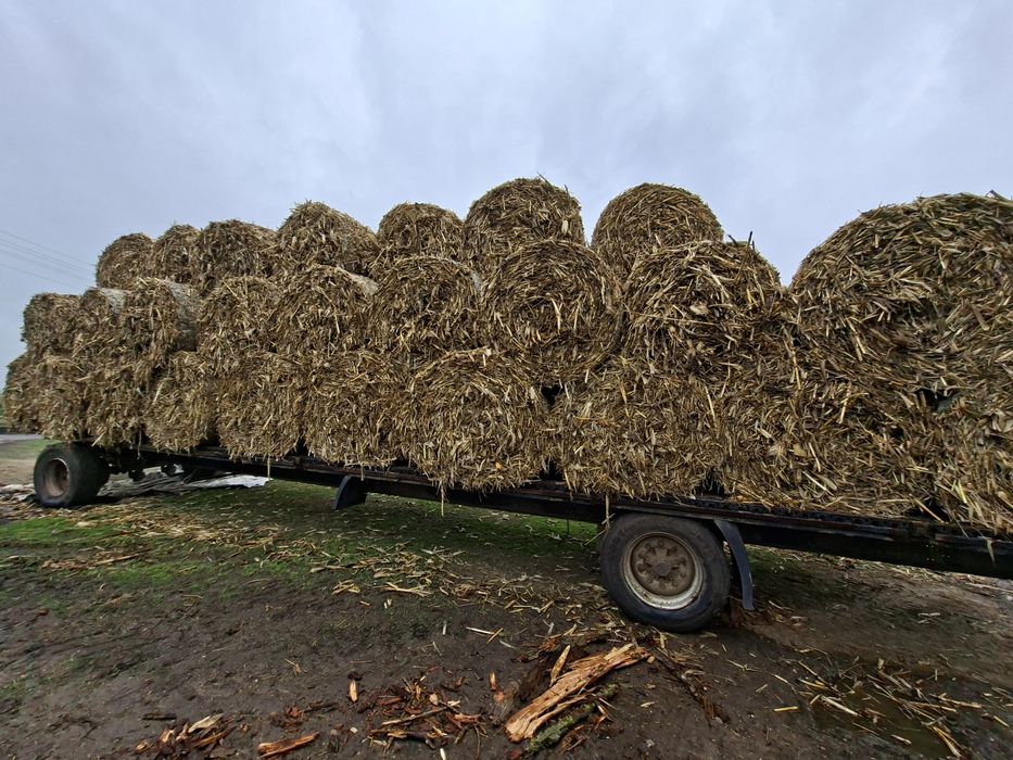 Baloti frunzar porumb