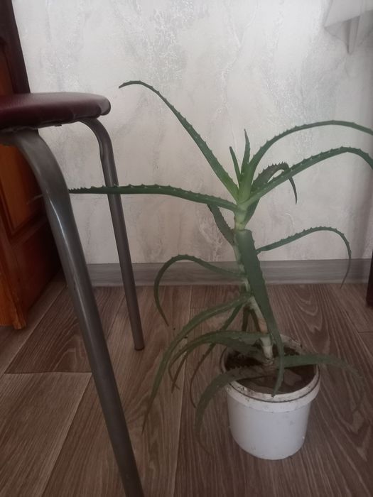 Лечебное взрослое алоэ.