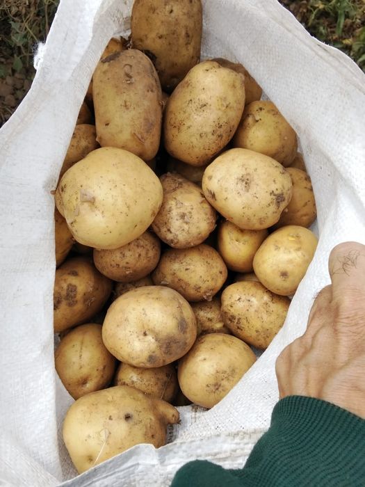 Продаю картофель