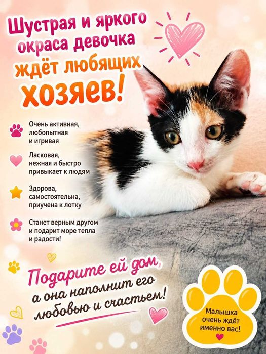 Отдам котят в хорошие руки