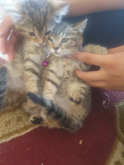 Скотиш  страйт мушук