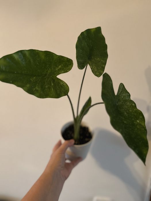 Алоказия Одора  'Aurea-Variegata