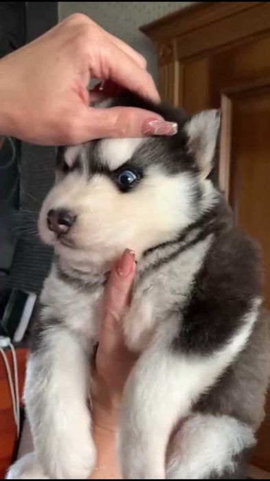 Голубоглазый хаски