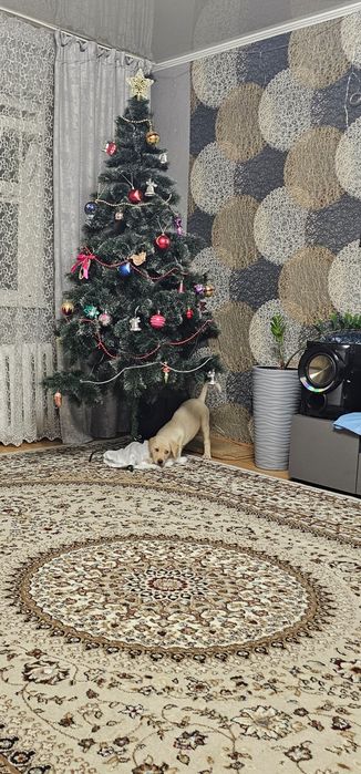 Продам щенка лабрадора