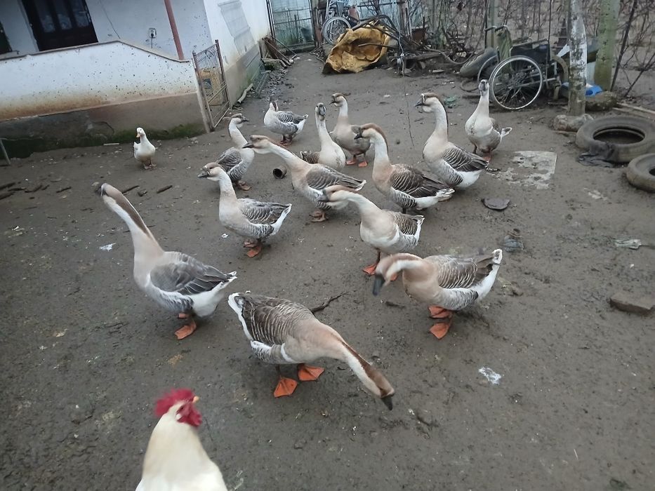 Vând gâște Africane