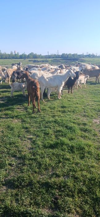 Capre de vânzare cu iezi.