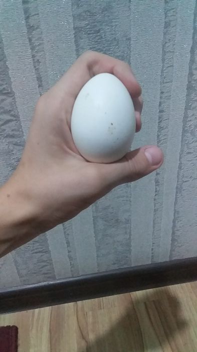 Damashni tuxum sotiladi.