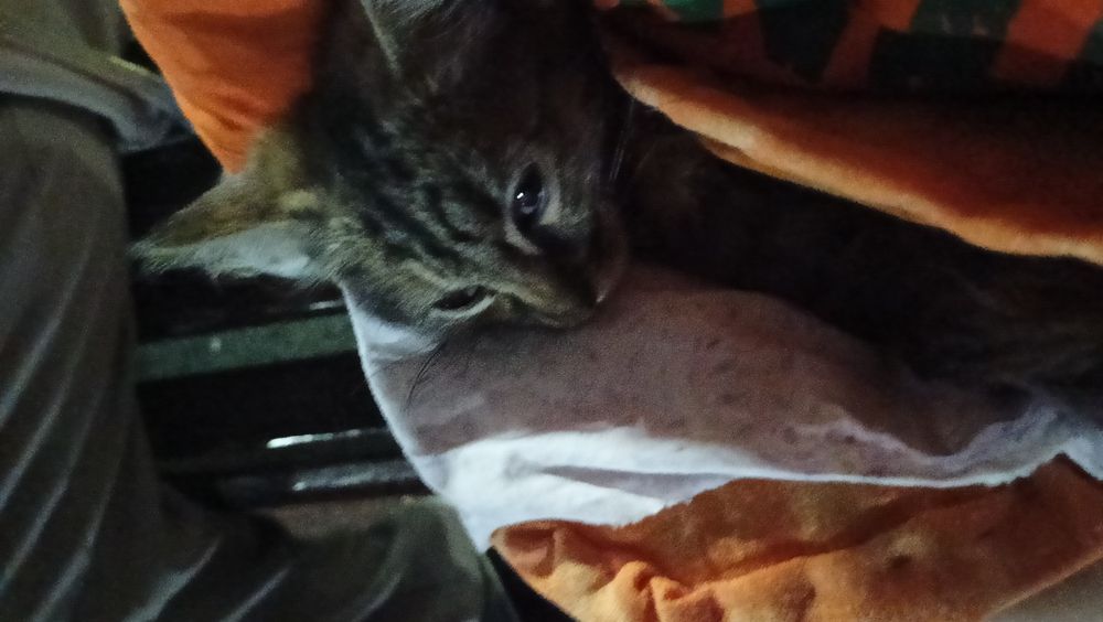 Котенок девочка  1-2 месяца возможна больна!