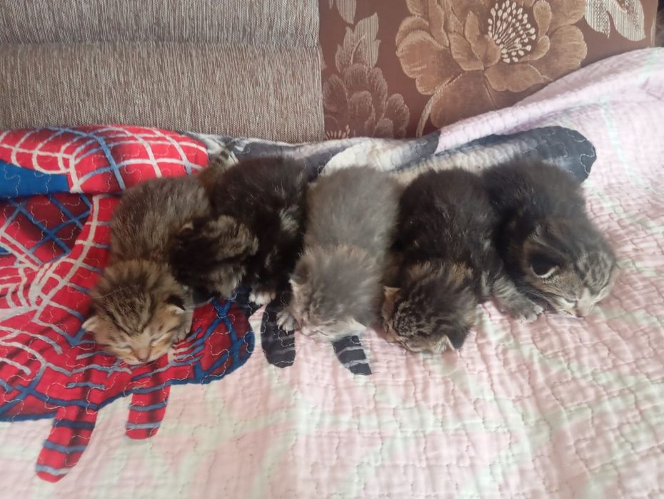 Продам котят красивые