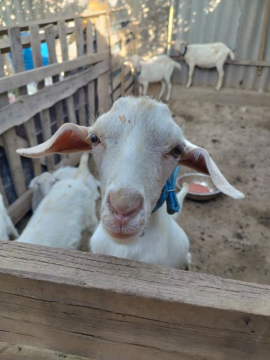 Ешкілер сатылады лақтары мен