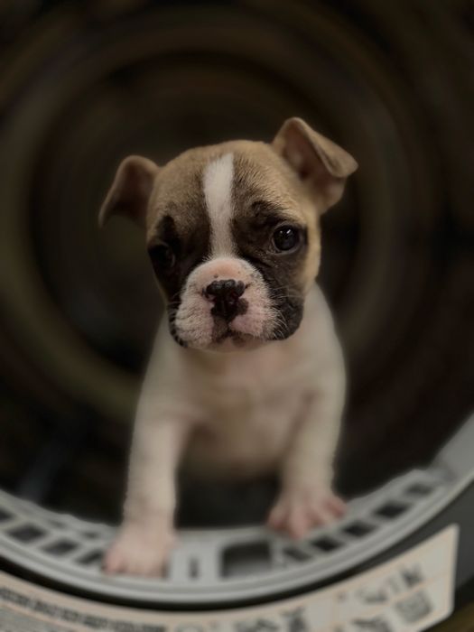 Французкий бульдог