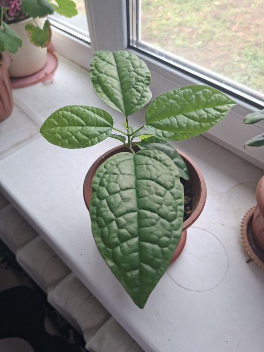 Продам комнатные цветы