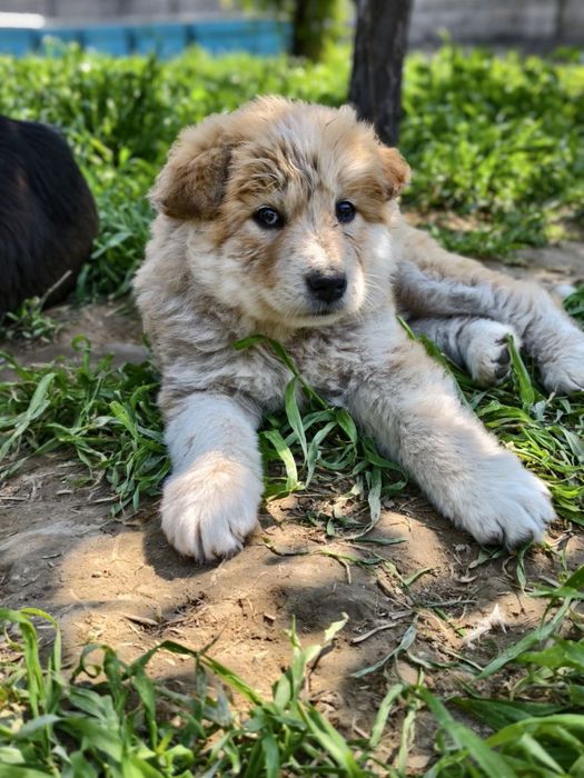 Малыши крепыши лохматенькие