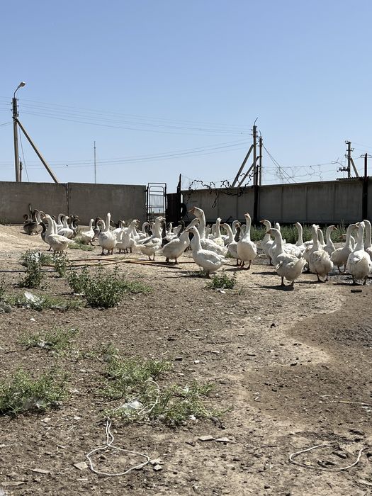 Продаются гуси (қаз)