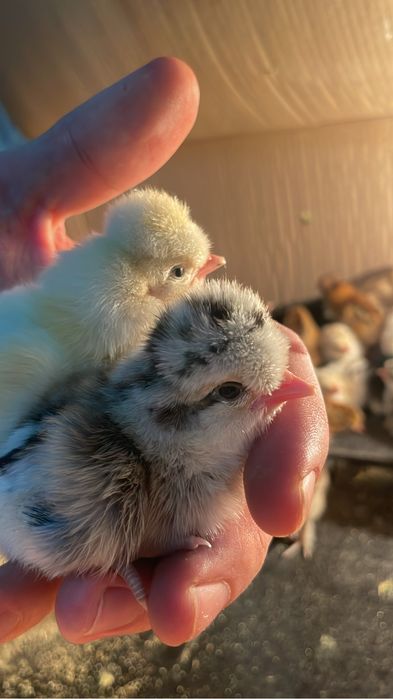 Помесные Цыплята