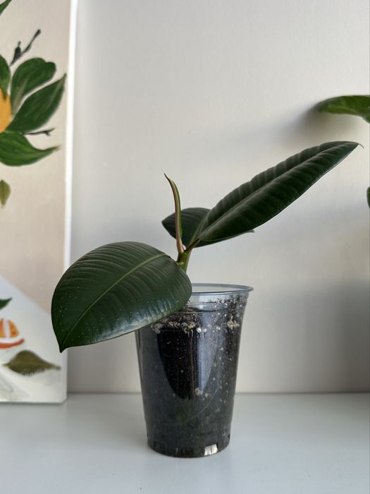 Фикус Каучконосный ( Ficus Elastika)