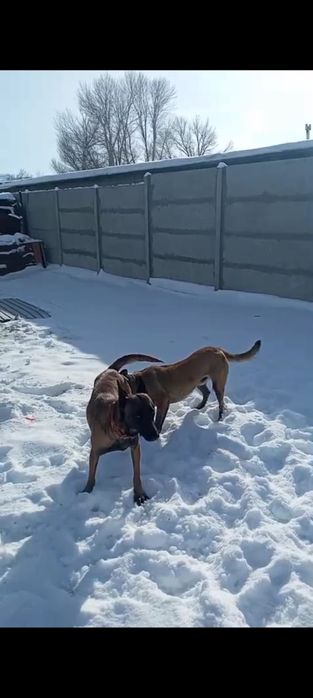 Продам щенка бельгийская овчарка