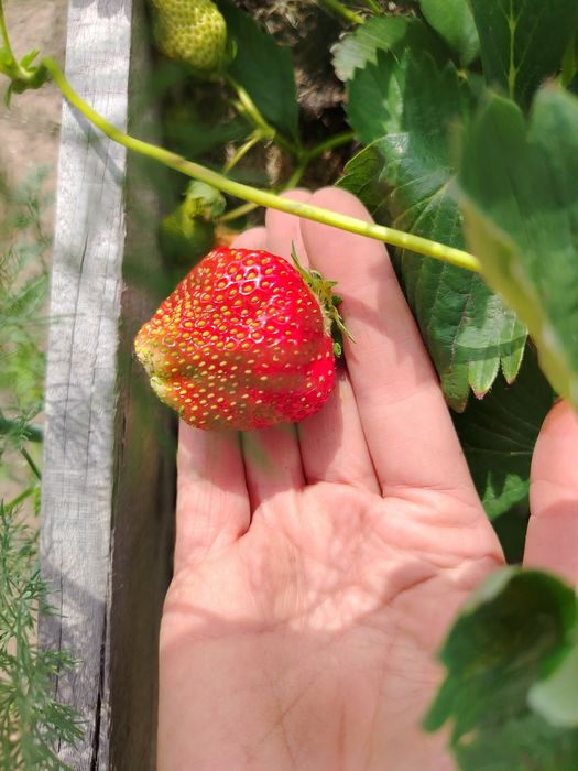 Продам рассаду клубники