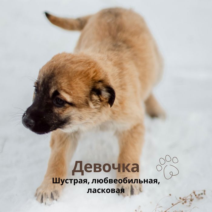 Отдам щенков в добрые руки